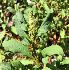 Phytolacca octandra (Inkweed) at Crowther, NSW - 10 Mar 2025 by Frecko