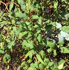 Phytolacca octandra at Crowther, NSW - 10 Mar 2025 03:55 PM