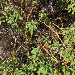 Phytolacca octandra at Crowther, NSW - 10 Mar 2025 03:55 PM