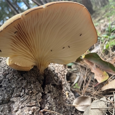 Crepidotus sp. at Bendalong, NSW - Today by Clarel