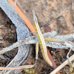 Keyacris scurra (Key's Matchstick Grasshopper) at Lake George, NSW - Today by clarehoneydove