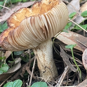 zz agaric (stem; gills white/cream) at Bendalong, NSW - 11 Mar 2025 06:14 PM