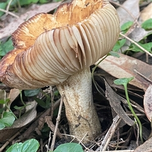 zz agaric (stem; gills white/cream) at Bendalong, NSW - 11 Mar 2025 by Clarel