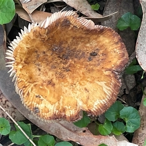zz agaric (stem; gills white/cream) at Bendalong, NSW - 11 Mar 2025 06:14 PM