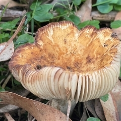 zz agaric (stem; gills white/cream) at Bendalong, NSW - 11 Mar 2025 06:14 PM