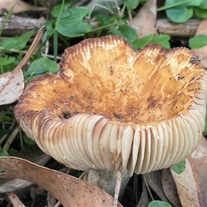 zz agaric (stem; gills white/cream) at Bendalong, NSW - 11 Mar 2025 06:14 PM