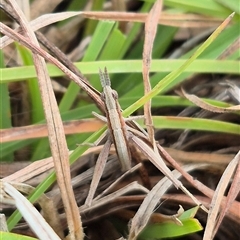 Keyacris scurra (Key's Matchstick Grasshopper) at Lake George, NSW - 11 Mar 2025 by clarehoneydove