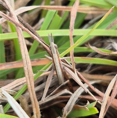 Keyacris scurra (Key's Matchstick Grasshopper) at Lake George, NSW - Today by clarehoneydove