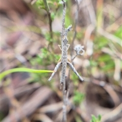 Keyacris scurra (Key's Matchstick Grasshopper) at Lake George, NSW - 11 Mar 2025 by clarehoneydove