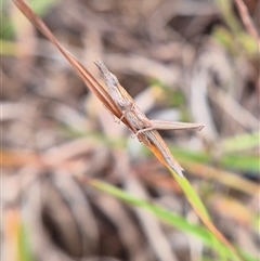 Keyacris scurra (Key's Matchstick Grasshopper) at Lake George, NSW - Today by clarehoneydove