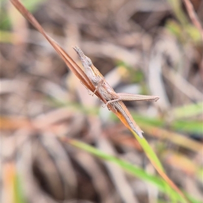 Keyacris scurra (Key's Matchstick Grasshopper) at Lake George, NSW - Today by clarehoneydove