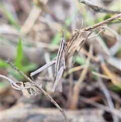 Keyacris scurra (Key's Matchstick Grasshopper) at Lake George, NSW - Today by clarehoneydove