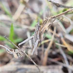 Keyacris scurra (Key's Matchstick Grasshopper) at Lake George, NSW - Yesterday by clarehoneydove