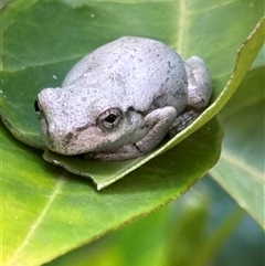 Litoria peronii at Aranda, ACT - 11 Mar 2025 11:19 AM