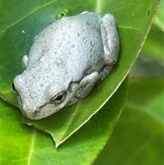 Litoria peronii at Aranda, ACT - 11 Mar 2025 11:19 AM