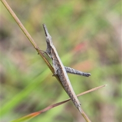 Keyacris scurra (Key's Matchstick Grasshopper) at Lake George, NSW - 11 Mar 2025 by clarehoneydove