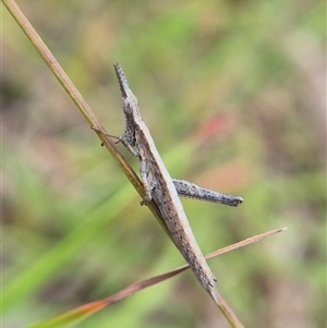 Keyacris scurra (Key's Matchstick Grasshopper) at Lake George, NSW - Yesterday by clarehoneydove