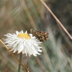 Atkinsia dominula (Two-brand grass-skipper) at Cotter River, ACT - 6 Mar 2025 by RAllen