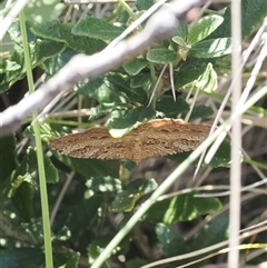 Acodia undescribed species at Cotter River, ACT - 6 Mar 2025 by RAllen