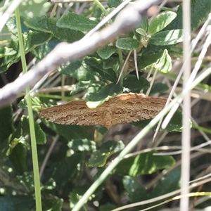 Acodia undescribed species at Cotter River, ACT - 6 Mar 2025 by RAllen