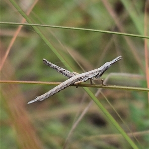 Keyacris scurra (Key's Matchstick Grasshopper) at Lake George, NSW - Yesterday by clarehoneydove