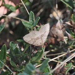 Acodia undescribed species (A Geometer moth) at Cotter River, ACT - 6 Mar 2025 by RAllen