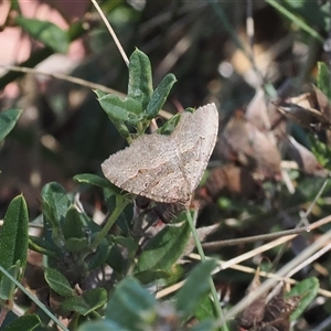 Acodia undescribed species (A Geometer moth) at Cotter River, ACT - 6 Mar 2025 by RAllen