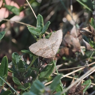 Acodia undescribed species (A Geometer moth) at Cotter River, ACT - 6 Mar 2025 by RAllen