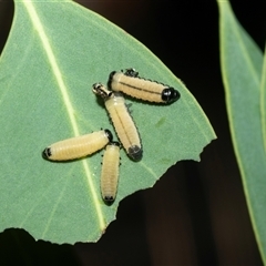 Paropsisterna cloelia (Eucalyptus variegated beetle) at Higgins, ACT - 24 Feb 2025 by AlisonMilton