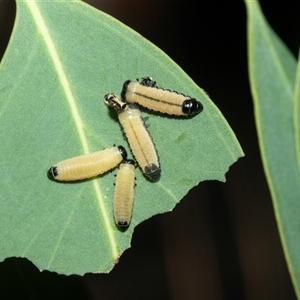 Paropsisterna cloelia (Eucalyptus variegated beetle) at Higgins, ACT - 24 Feb 2025 by AlisonMilton