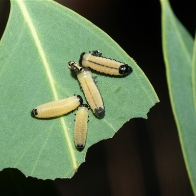 Paropsisterna cloelia (Eucalyptus variegated beetle) at Higgins, ACT - 24 Feb 2025 by AlisonMilton