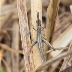 Keyacris scurra (Key's Matchstick Grasshopper) at Currawang, NSW - 11 Mar 2025 by clarehoneydove