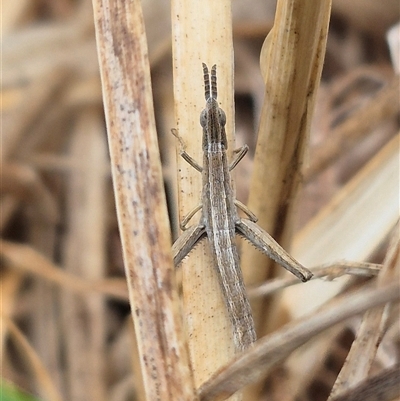 Keyacris scurra (Key's Matchstick Grasshopper) at Currawang, NSW - 11 Mar 2025 by clarehoneydove