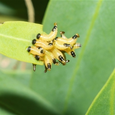 Paropsis atomaria (Eucalyptus leaf beetle) at Higgins, ACT - 24 Feb 2025 by AlisonMilton