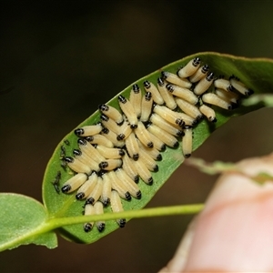 Paropsisterna cloelia (Eucalyptus variegated beetle) at Higgins, ACT - 24 Feb 2025 by AlisonMilton