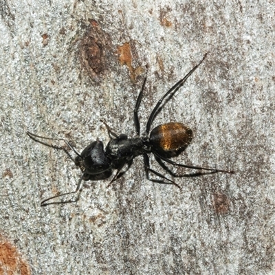 Camponotus aeneopilosus (A Golden-tailed sugar ant) at Higgins, ACT - 24 Feb 2025 by AlisonMilton