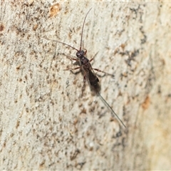 Unidentified Wasp (Hymenoptera, Apocrita) at Higgins, ACT - 24 Feb 2025 by AlisonMilton