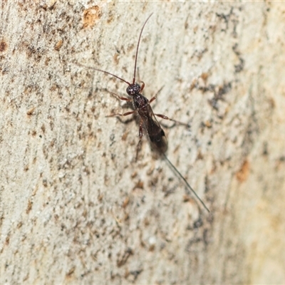 Unidentified Wasp (Hymenoptera, Apocrita) at Higgins, ACT - 24 Feb 2025 by AlisonMilton