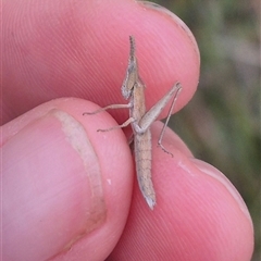 Keyacris scurra (Key's Matchstick Grasshopper) at Tarago, NSW - 11 Mar 2025 by clarehoneydove