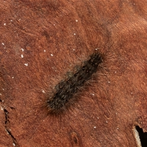 Arctiinae (subfamily) (A Tiger Moth or Woolly Bear) at Scullin, ACT - 10 Mar 2025 by AlisonMilton