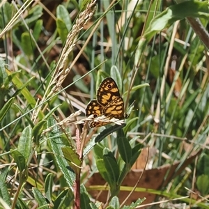 Oreixenica lathoniella at Cotter River, ACT - 6 Mar 2025 01:22 PM