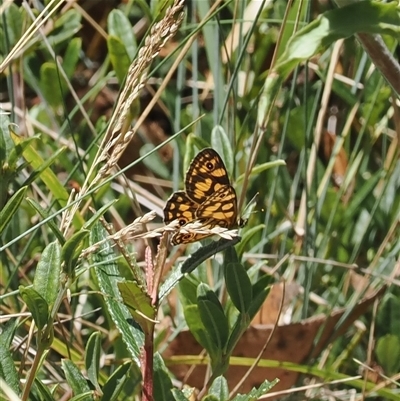 Oreixenica lathoniella (Silver Xenica) at Cotter River, ACT - 6 Mar 2025 by RAllen