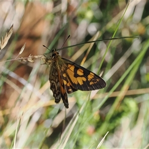 Oreixenica lathoniella at Cotter River, ACT - 6 Mar 2025 01:22 PM