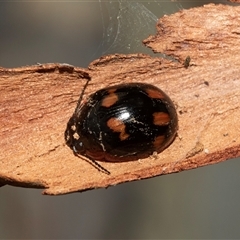 Paropsisterna nigerrima (Leaf beetle, Button beetle) at Scullin, ACT - 10 Mar 2025 by AlisonMilton