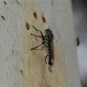 Cerdistus sp. (genus) at Scullin, ACT - Yesterday by AlisonMilton