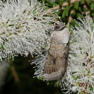 Proteuxoa amaurodes at Freshwater Creek, VIC - 12 Feb 2025 by WendyEM