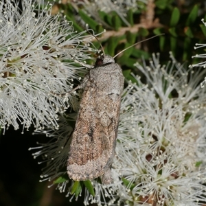 Proteuxoa amaurodes at Freshwater Creek, VIC - 12 Feb 2025 10:55 PM