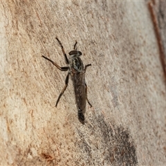 Cerdistus sp. (genus) (Slender Robber Fly) at Scullin, ACT - 10 Mar 2025 by AlisonMilton