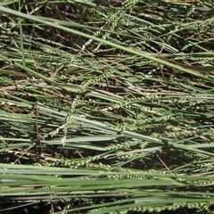 Paspalidium distans (Spreading Panic Grass) at Strathnairn, ACT - 2 Mar 2025 by pinnaCLE