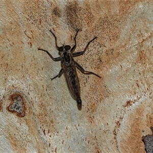 Cerdistus sp. (genus) (Slender Robber Fly) at Scullin, ACT - 10 Mar 2025 by AlisonMilton